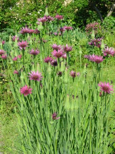 Billede af blomst